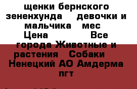 щенки бернского зененхунда. 2 девочки и 2 мальчика(2 мес.) › Цена ­ 22 000 - Все города Животные и растения » Собаки   . Ненецкий АО,Амдерма пгт